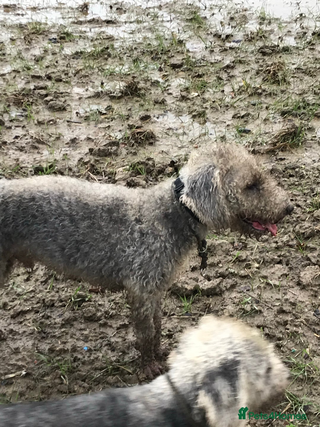 Bedlington Terrier dogs for stud: Bedlington terrier for stud in Barnsley - Image 4