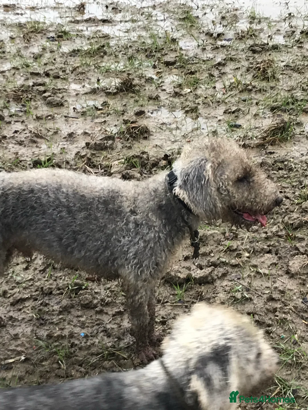 Bedlington Terrier dogs for stud: Bedlington terrier for stud in Barnsley - Advert 4