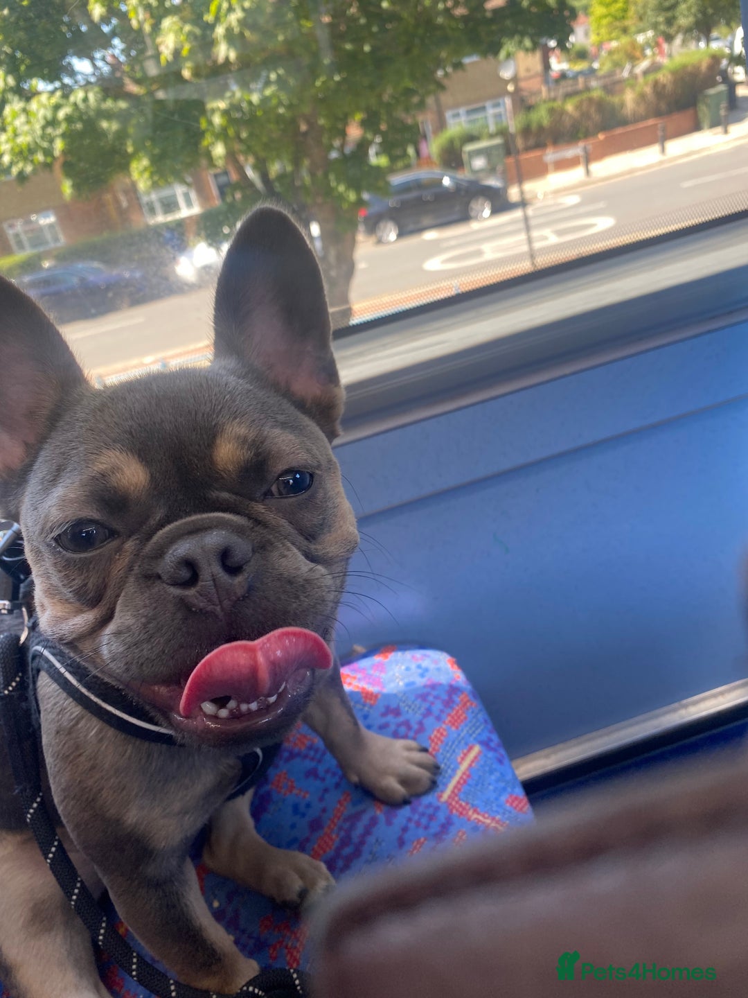 French Bulldog dogs for sale: 1 Female French Bulldog  - Advert 5