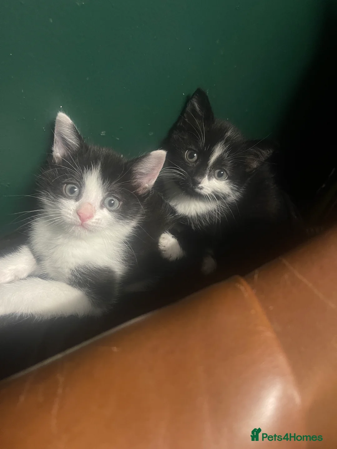 Mixed Breed cats for sale: Lovely boy & girl - Advert 7