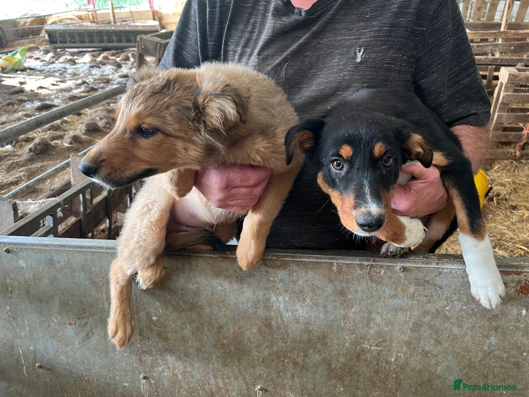 Border Collie dogs for sale: 7 gorjous border collies - Image 6