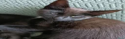 Maine Coon cats for sale: Maincoon X twin girls  - Advert 4