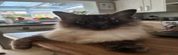Ragdoll cats for sale: Seal Pointed Ragdoll Boy - Advert 3