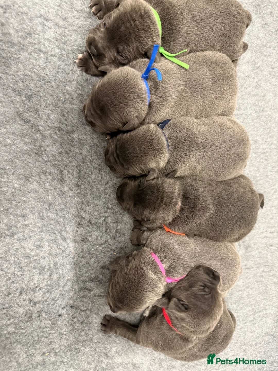 Staffordshire Bull Terrier dogs for sale: KC-Quality Blue Staffordshire Bull Terrier Puppies - Advert 11