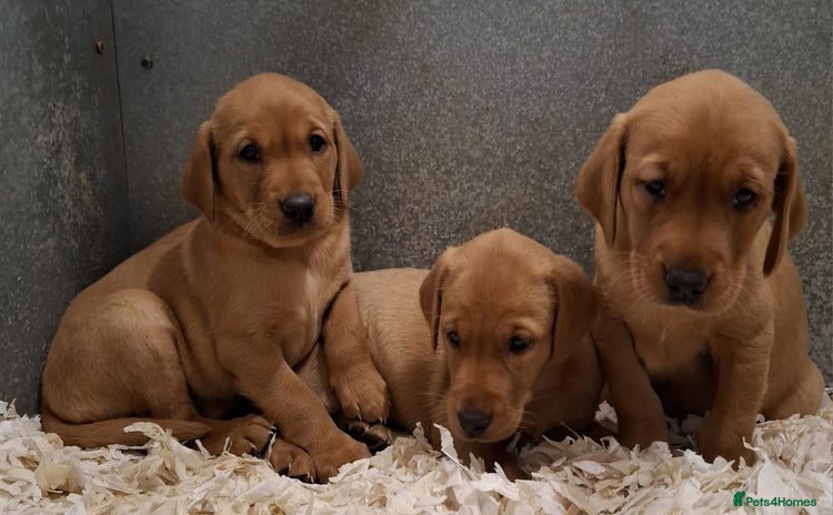 Labrador Retriever dogs - Advert 1