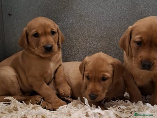 Labrador Retriever dogs - Advert 24