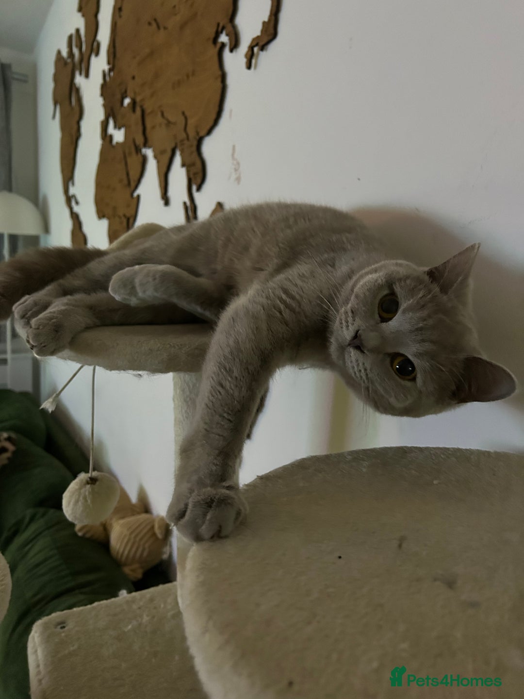 British Shorthair cats for sale: missy! grey british short hair. - Image 12