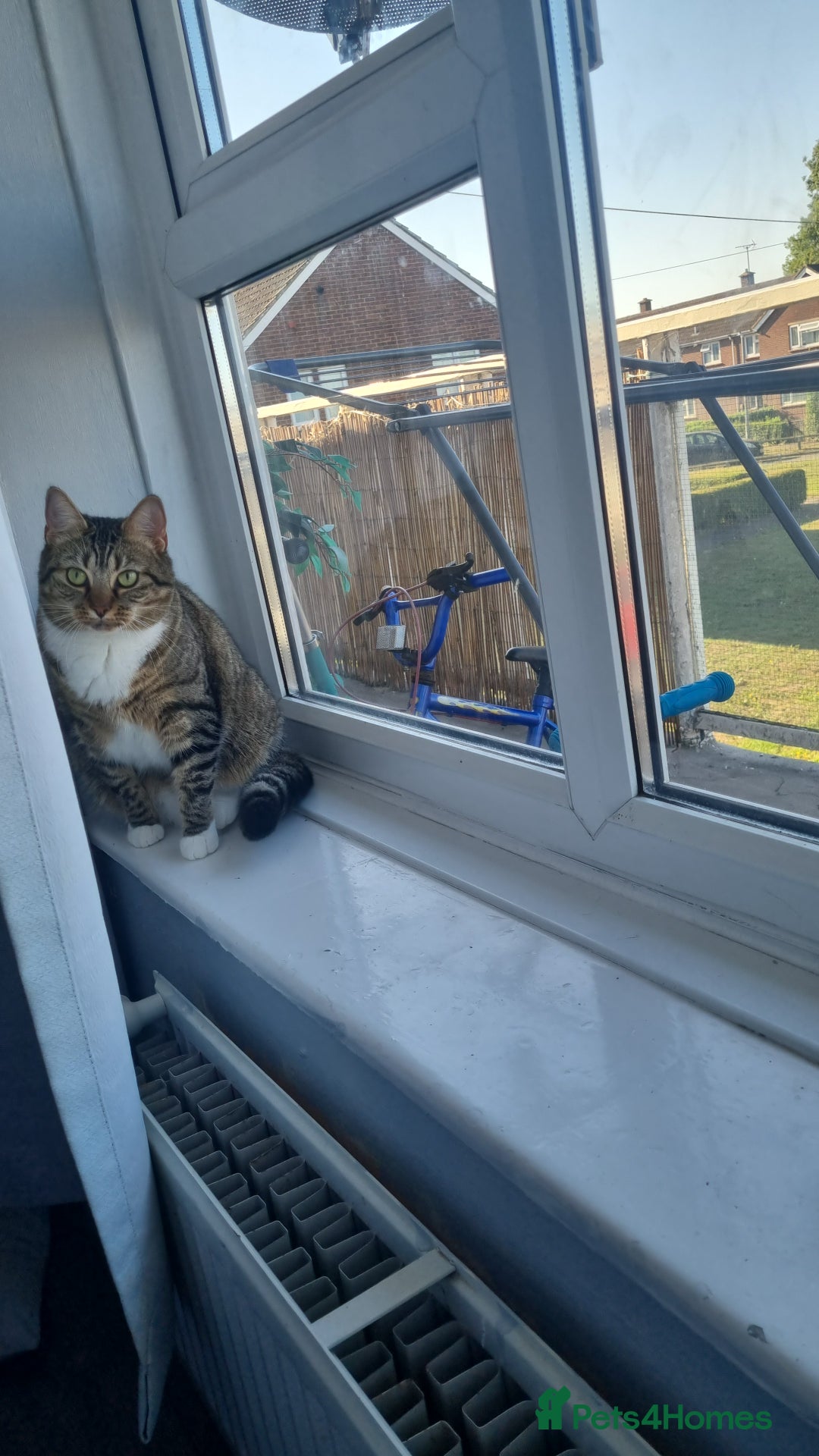Bengal cats for sale: This is saint  - Image 6