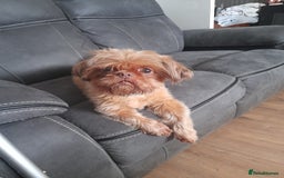 Malshi dogs for sale: Malshi - Image 4