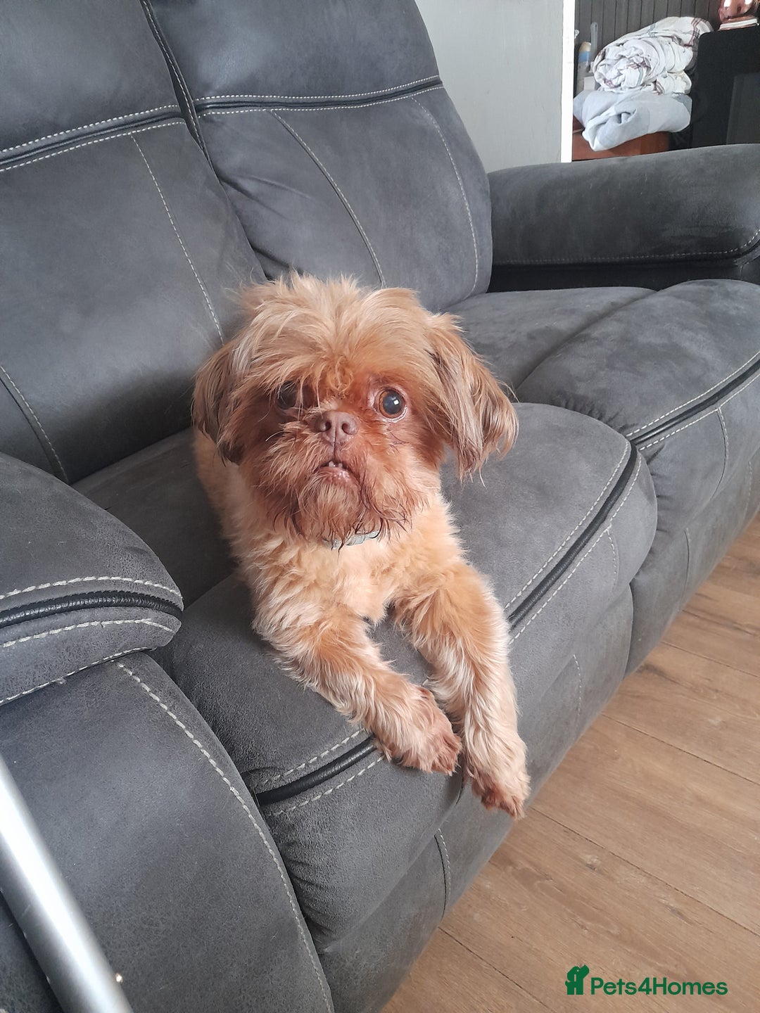 Malshi dogs for sale: Malshi - Image 4