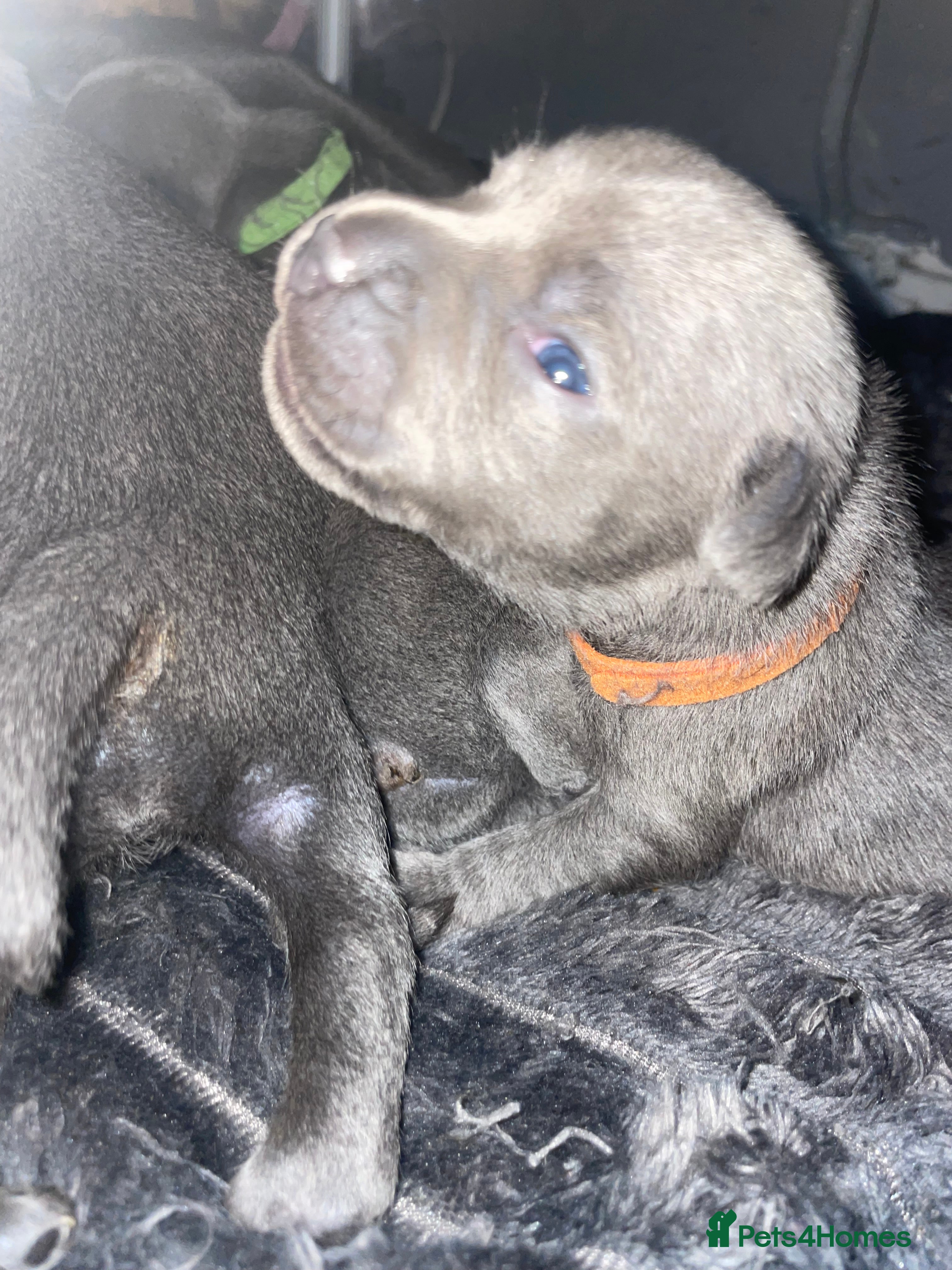 Staffordshire Bull Terrier dogs 7 beautiful KC staffy puppy’s - Advert 8