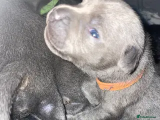 Staffordshire Bull Terrier dogs 7 beautiful KC staffy puppy’s - Advert 8