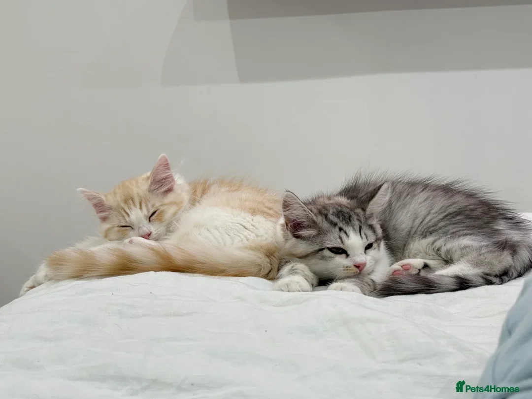 Munchkin cats for sale: Pedigree TICA Munchkin Kittens – Short Legs 🐈 - Image 7