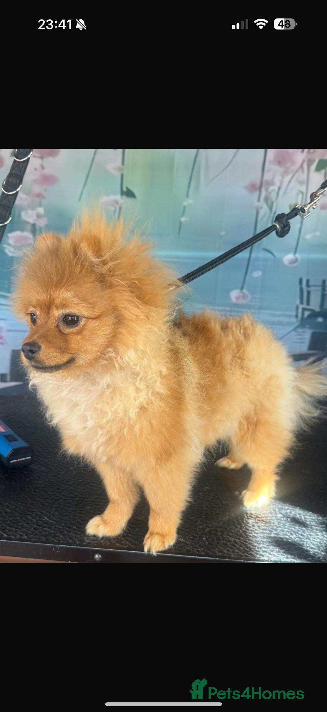 Pomeranian dogs for sale: Female Pomeranian  - Advert 2