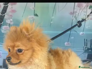 Pomeranian dogs Female Pomeranian - Advert 8