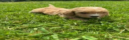 Cockapoo dogs for sale: Beautiful F1 cockerpoo puppies  - Advert 4
