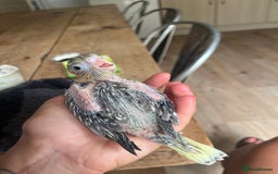 Cockatiels birds for sale: Hand reared tame Baby Cockertiel  - Image 7