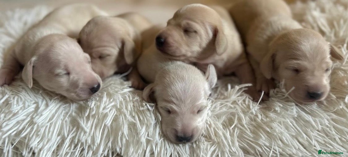 Miniature Dachshund dogs KC Cream Brindle Smooth Miniature Dachshunds - Advert 2