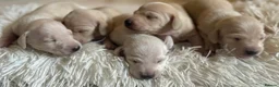Miniature Dachshund dogs for sale: KC Cream Brindle Smooth Miniature Dachshunds - Advert 2