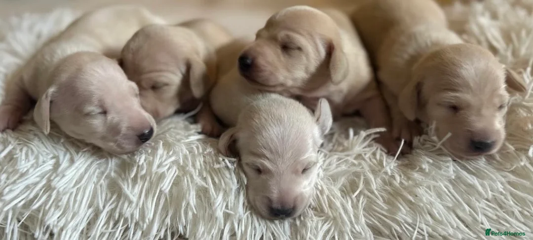 Miniature Dachshund dogs for sale: KC Cream Brindle Smooth Miniature Dachshunds - Advert 2