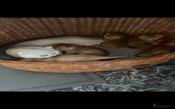 Scottish Fold cats for sale: elite purebred friendly Scottish Fold and Straight - Image 18