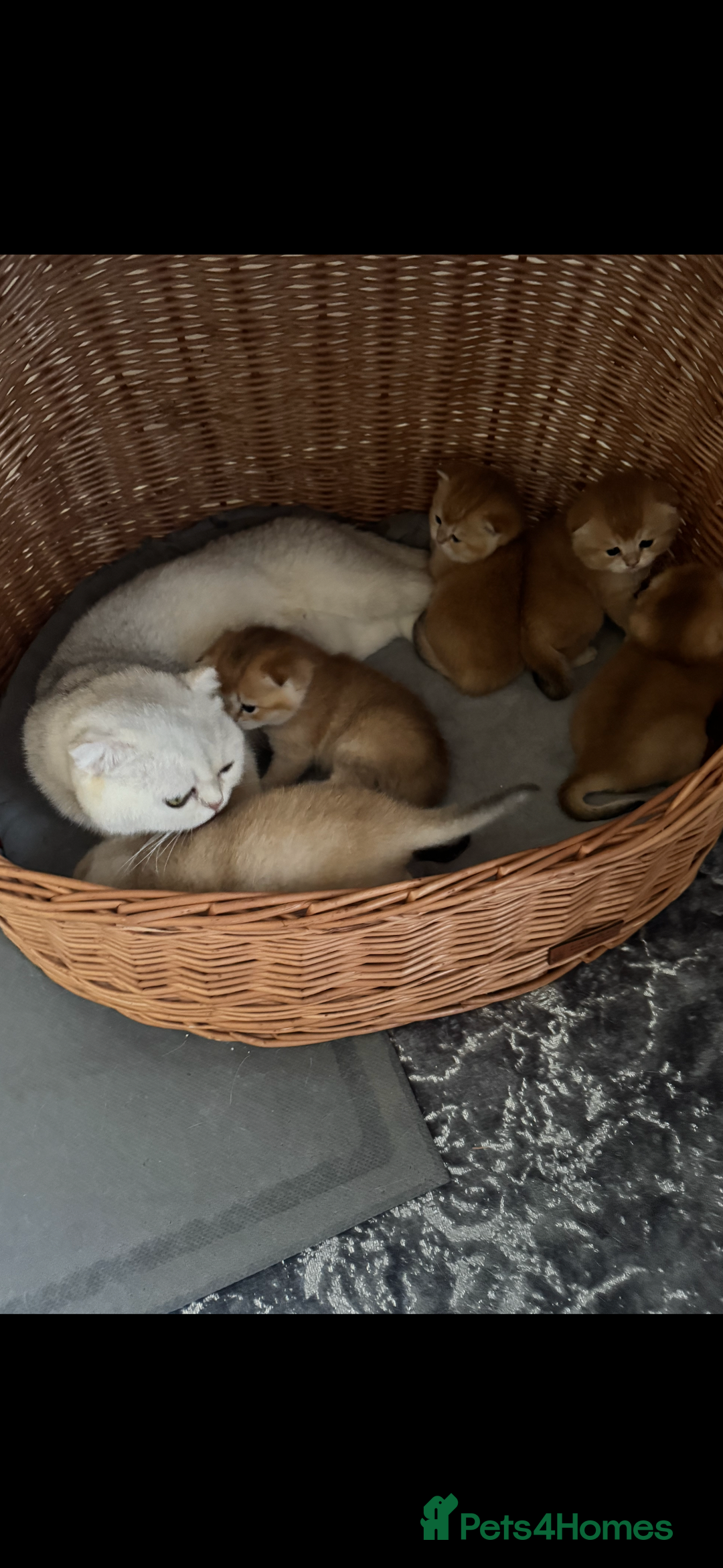 Scottish Fold cats for sale: elite purebred friendly Scottish Fold and Straight - Image 18