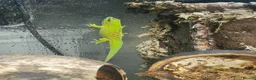 Gecko reptiles for sale: Female Giant Day Gecko 1yr in Taunton - Advert 2