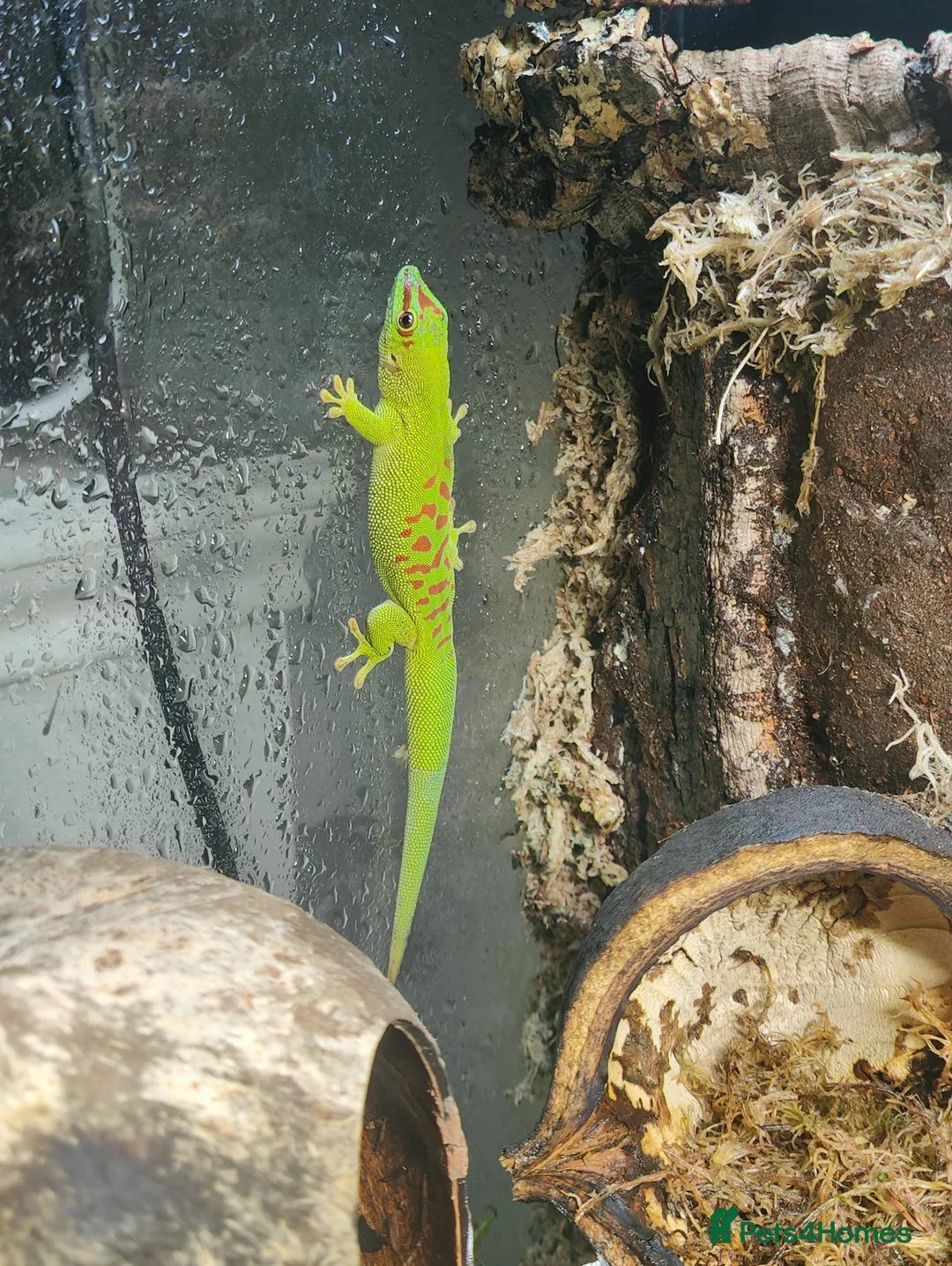 Gecko reptiles for sale: Female Giant Day Gecko 1yr in Taunton - Advert 2