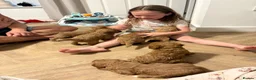 Mini Goldendoodle dogs for sale: Mini Goldendoodle pups - Advert 12
