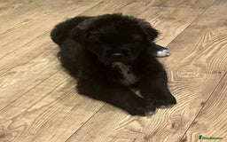 Central Asian Shepherd dogs for sale: Central Asian Shepard x Rottweiler  - Image 5