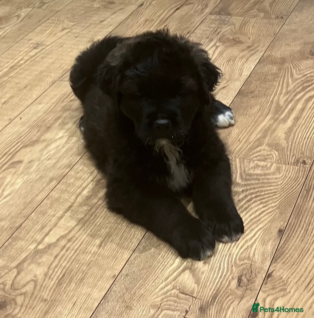 Central Asian Shepherd dogs for sale: Central Asian Shepard x Rottweiler  - Image 5
