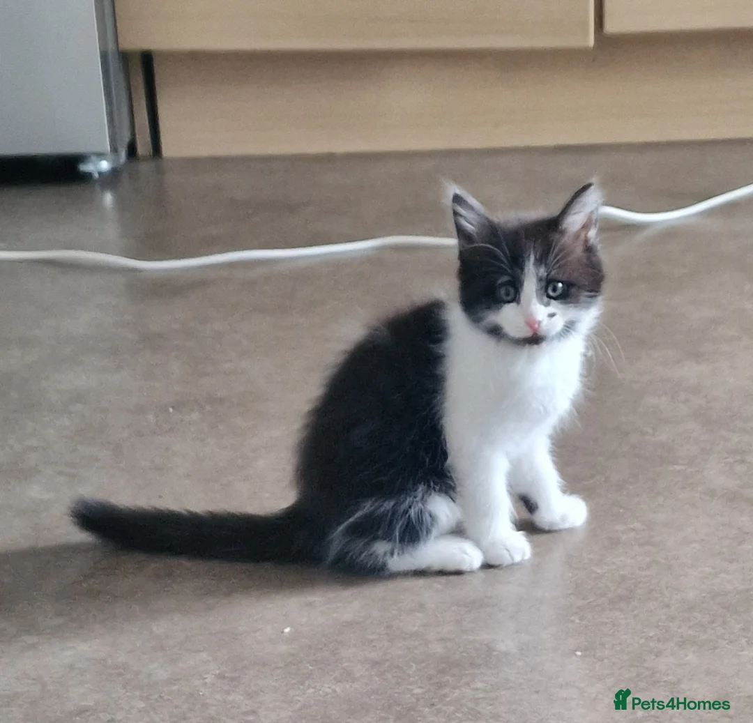 Mixed Breed cats for sale: Kittens  - Advert 2