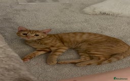 American Shorthair cats for sale: Cyra: Orange female American shorthair - Image 3
