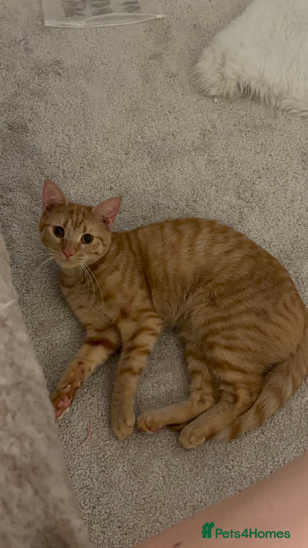 American Shorthair cats for sale: Cyra: Orange female American shorthair - Image 3