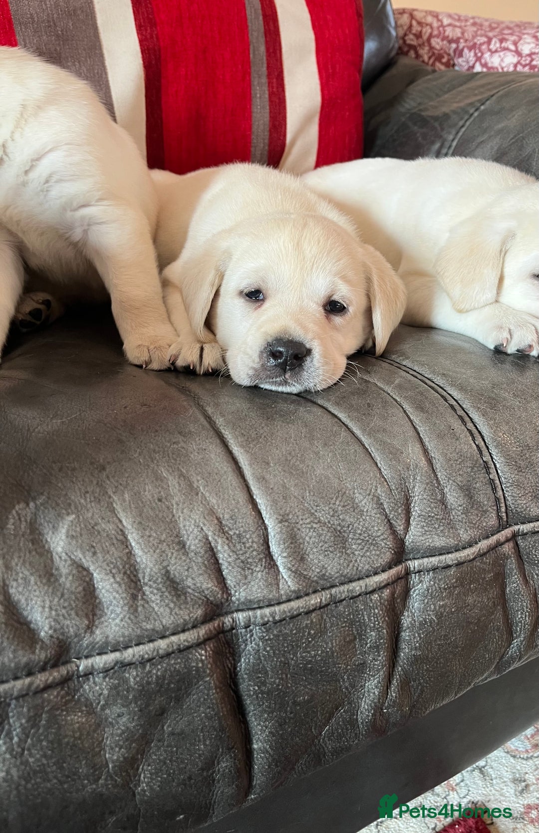 Labrador Retriever dogs for sale: KC reg health tested chunky white Labradors - Advert 17