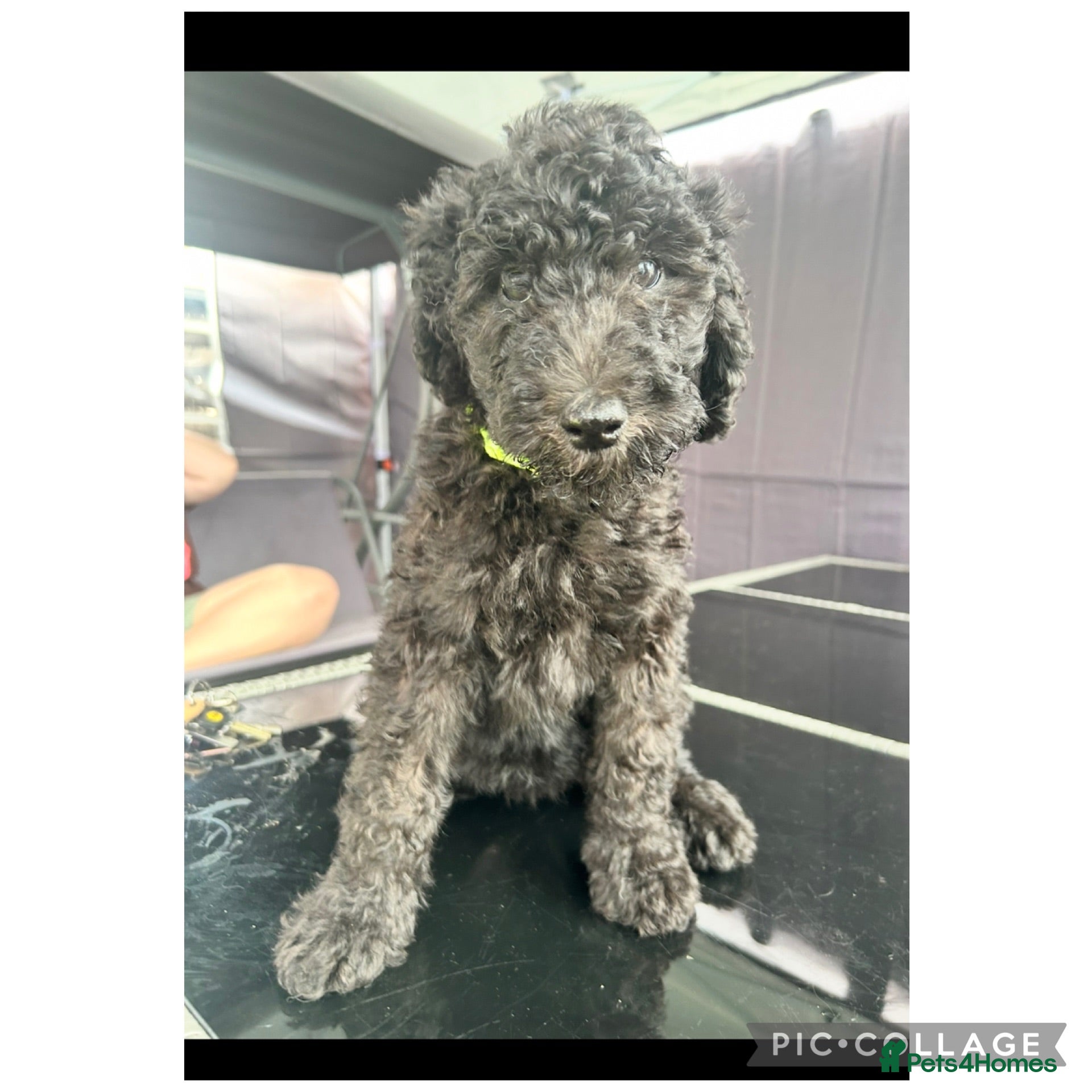 Labradoodle dogs Ready rare silvering f1bb standard labradoodles  - Advert 2