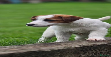 Jack Russell dogs - Advert 4