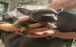 French Bulldog dogs for sale: REDUCED French Bull Dog Pups  - Image 5