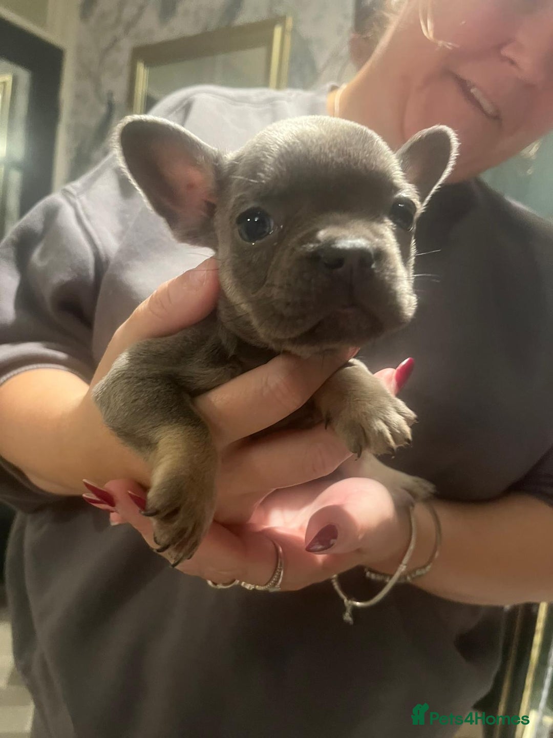 French Bulldog dogs for sale: REDUCED French Bull Dog Pups  - Image 5