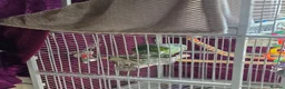 Parrots birds for sale: Amazon parrot 🦜  in Retford - Advert 2