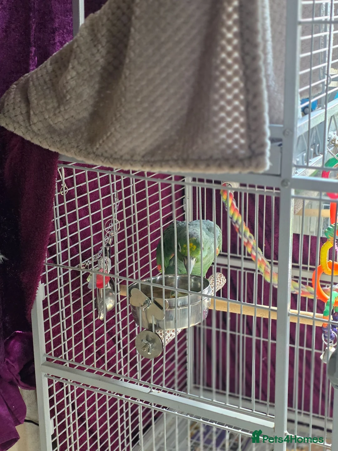 Parrots birds for sale: Amazon parrot 🦜  in Retford - Advert 2