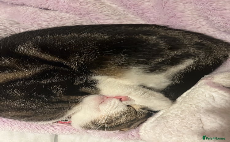 American Wirehair cats - Advert 1