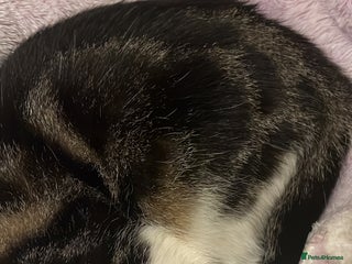 American Wirehair cats - Advert 1