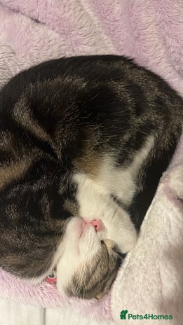 American Wirehair cats - Advert 1