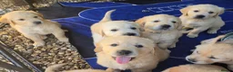 Golden Retriever dogs for sale: 9 beautiful golden retriever puppies - Advert 1