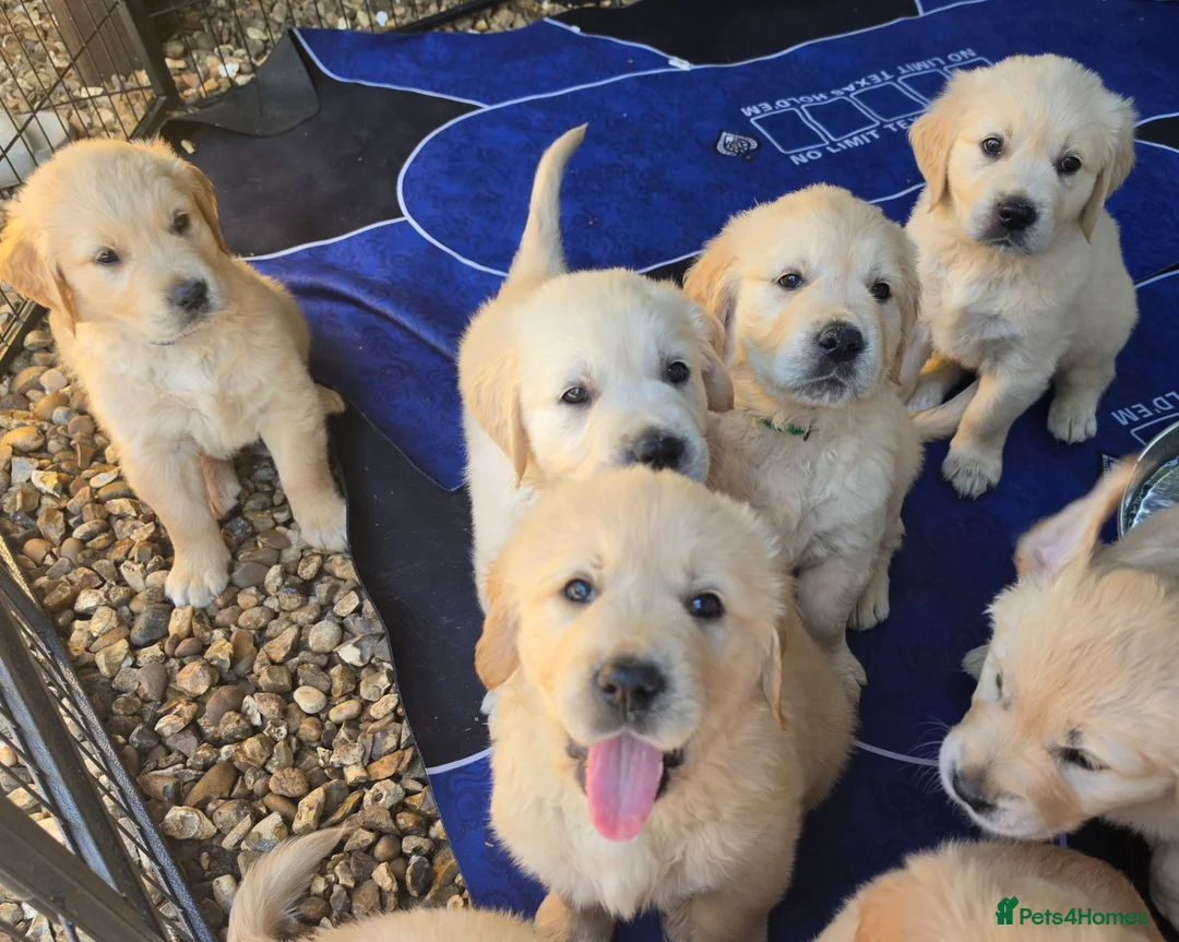 Golden Retriever dogs for sale: 9 beautiful golden retriever puppies - Advert 1