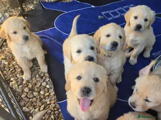 Golden Retriever dogs 9 beautiful golden retriever puppies - Advert 1