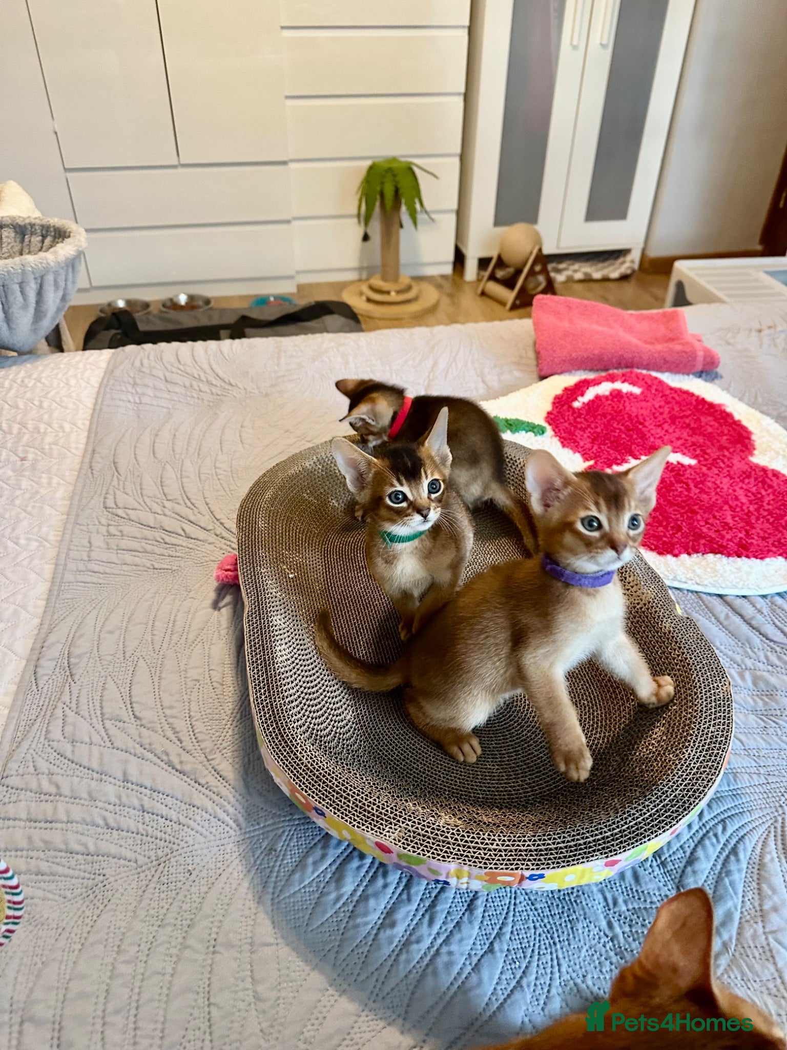 Abyssinian cats Abyssinian kittens 🌟😻🌟 - Advert 8
