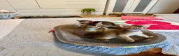 Abyssinian cats for sale: Abyssinian kittens 🌟😻🌟 - Advert 10