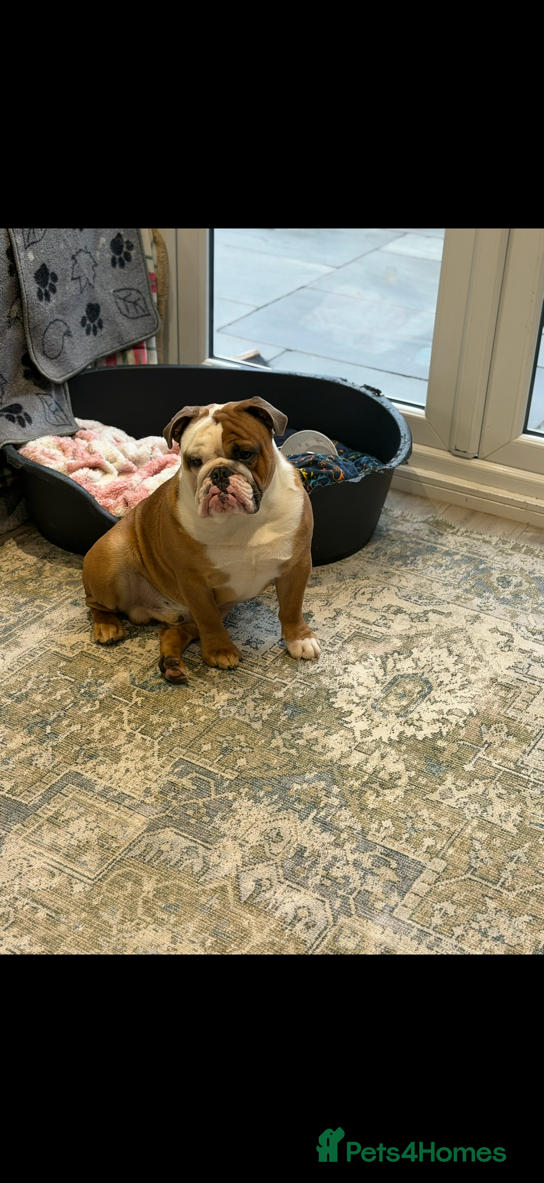 English Bulldog dogs for sale: Tyson - Advert 2